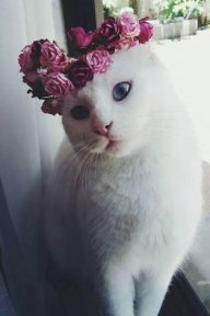 kittykat0927