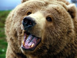 BearPlaysGames