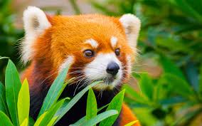 Red_Panda3205