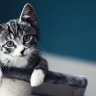 Nightninjacat4