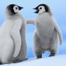 CraftyPenguin