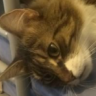 DingPie