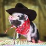 SirPigglesworth