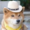 ACuteDoggo