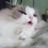 LtsShadow
