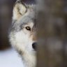 Wolfren69