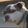 Slikassassin
