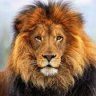 159lion