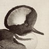 HoodedMerganser