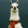 CamelNutts
