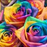 LittleEmiRose