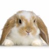 GoldenBunnies