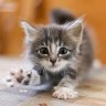 KiraKitty