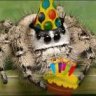 ChocoSpider74