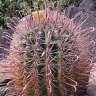 prickly