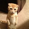 Cookie1