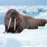 LordWalrus123