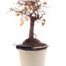 Treebucket118