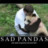 PandaToro