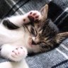 TheCuddlyKitty101