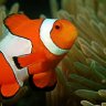 Reef_Wolf