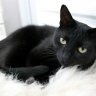 AOfiadaCAT