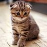 xXCuteKittyXx