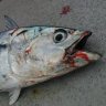 Fishy_Dish