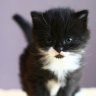 iMeowmix