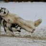 Wolf_Fang_44