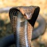 SnappingCobra