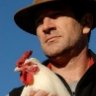 chicken_shepherd