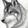 Fiercewolf91