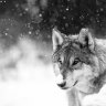 Snowolf_STTG