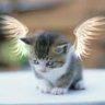 Aphmeowz