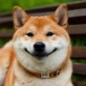 very happy shibe