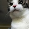 MafiosoKitten