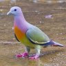 WackyPigeon