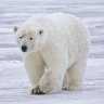 xPolarBearr