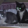 Jayfeather2002