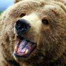 BearPlaysGames