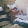 Gaming_Pup