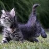 KittenKatz