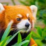 Red_Panda3205