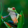 FIREFROG10