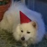 HuskyKiing