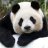 Panda_Fusion