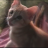 Shadowwolf1337