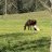 WillowGrove05