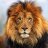 159lion